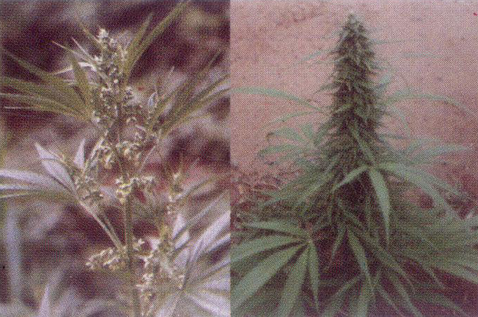图35 大麻雄花序(左)和雌花序